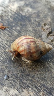 Bir salyangoz, nemli topraklarda yavaşça sürünerek kabuk dokusunu, doğal hareketini ve barışçıl tropikal atmosferini gösterir..
