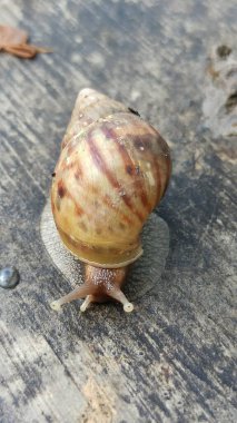 Bir salyangoz, nemli topraklarda yavaşça sürünerek kabuk dokusunu, doğal hareketini ve barışçıl tropikal atmosferini gösterir..