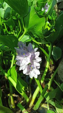 Sakin sularda açan yumuşak mor yapraklı güzel su sümbülü çiçekleri tropikal sulak alan zarafeti ve doğal güzelliğini gösteriyor..