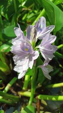 Sakin sularda açan yumuşak mor yapraklı güzel su sümbülü çiçekleri tropikal sulak alan zarafeti ve doğal güzelliğini gösteriyor..