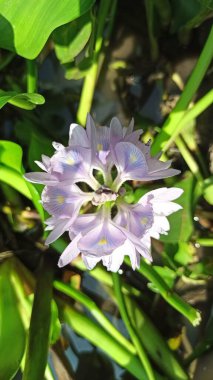 Sakin sularda açan yumuşak mor yapraklı güzel su sümbülü çiçekleri tropikal sulak alan zarafeti ve doğal güzelliğini gösteriyor..