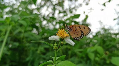 Papatya çiçeğine tünemiş canlı renkleri olan güzel bir kelebek, narin kanatlar ve doğal tropikal zarafet sergiliyor..