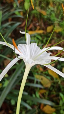 Beyaz örümcek zambağı çiçekleri uzun yapraklar ve narin erkek organlarıyla zarifçe çiçek açıyor, tropikal zarafet ve doğal güzelliği gösteriyor..