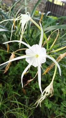 Beyaz örümcek zambağı çiçekleri uzun yapraklar ve narin erkek organlarıyla zarifçe çiçek açıyor, tropikal zarafet ve doğal güzelliği gösteriyor..
