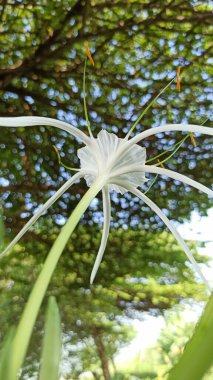 Beyaz örümcek zambağı çiçekleri uzun yapraklar ve narin erkek organlarıyla zarifçe çiçek açıyor, tropikal zarafet ve doğal güzelliği gösteriyor..