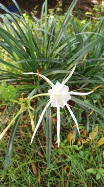 Beyaz örümcek zambağı çiçekleri uzun yapraklar ve narin erkek organlarıyla zarifçe çiçek açıyor, tropikal zarafet ve doğal güzelliği gösteriyor..