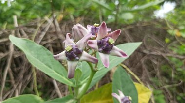Güzel Calotropis dev çayı ya da taç çiçeği yumuşak mor taç yaprakları ve beyaz merkezle açarak tropikal zarafet ve doğal güzelliği gösterir..
