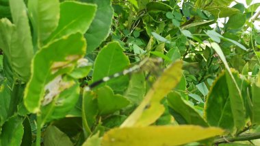 Güzel bir yusufçuk bir yaprağın üzerinde dinleniyor. Narin kanatlarını, canlı renklerini ve tropikal güneş ışığı altında zarif ayrıntılarını gösteriyor..
