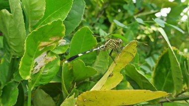 Güzel bir yusufçuk bir yaprağın üzerinde dinleniyor. Narin kanatlarını, canlı renklerini ve tropikal güneş ışığı altında zarif ayrıntılarını gösteriyor..