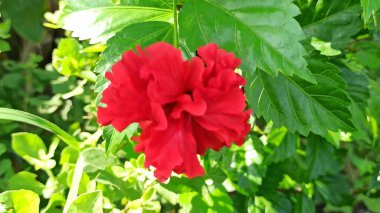 Canlı, kırmızı, çift yapraklı, çiçek açmış bir amber çiçeği. Bereketli tropikal yapraklar, parlak renkler ve doğal bir çiçek zarafeti gösteriyor..