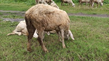 Yeşil bir bahçede taze ot yiyen sevimli keçiler, sıcak tropikal güneş ışığı altında neşeli davranışlar ve doğal cazibe gösteriyorlar..