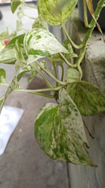 Büyüleyici yeşil ve beyaz yaprakları olan mermer kraliçe Pothos, tropik bir iç mekan süsleme bitkisi kadar mükemmel..