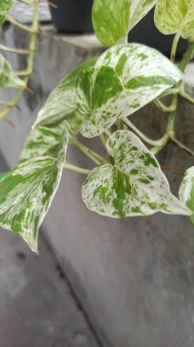 Büyüleyici yeşil ve beyaz yaprakları olan mermer kraliçe Pothos, tropik bir iç mekan süsleme bitkisi kadar mükemmel..