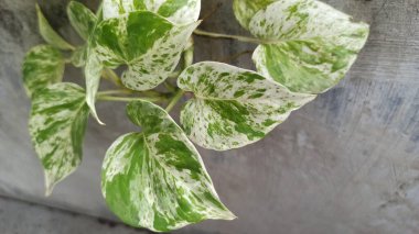 Büyüleyici yeşil ve beyaz yaprakları olan mermer kraliçe Pothos, tropik bir iç mekan süsleme bitkisi kadar mükemmel..