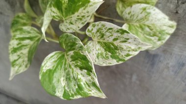 Büyüleyici yeşil ve beyaz yaprakları olan mermer kraliçe Pothos, tropik bir iç mekan süsleme bitkisi kadar mükemmel..