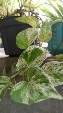 Büyüleyici yeşil ve beyaz yaprakları olan mermer kraliçe Pothos, tropik bir iç mekan süsleme bitkisi kadar mükemmel..