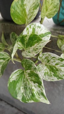 Büyüleyici yeşil ve beyaz yaprakları olan mermer kraliçe Pothos, tropik bir iç mekan süsleme bitkisi kadar mükemmel..