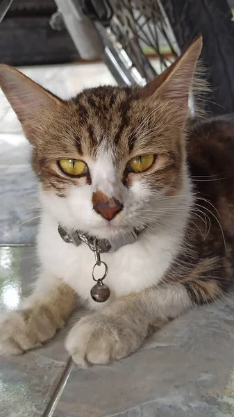 Şirin bir kedi, neşeli bir şekilde poz veriyor, parlak gözlü ve yumuşak kürklü, sevimli davranışlar sergiliyor ve sevimli bir ortam yaratıyor..