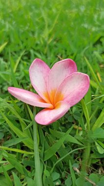 Zarif taç yaprakları ve doğal koku ile çiçek açan güzel frangipani çiçekleri, gösterişli tropikal cazibe ve sakin bahçe güzelliği.