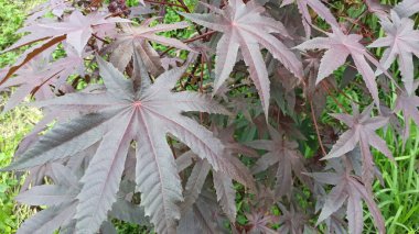 Güzel Ricinus komünü yıldızımsı şekilleri ve parlak yeşil dokusuyla bu tropikal bitkinin eşsiz güzelliğini gözler önüne seriyor..