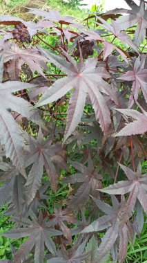 Güzel Ricinus komünü yıldızımsı şekilleri ve parlak yeşil dokusuyla bu tropikal bitkinin eşsiz güzelliğini gözler önüne seriyor..