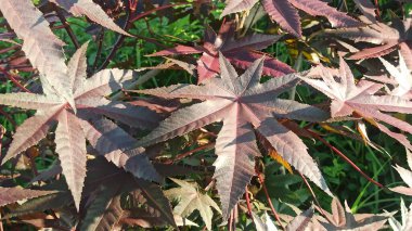 Güzel Ricinus komünü yıldızımsı şekilleri ve parlak yeşil dokusuyla bu tropikal bitkinin eşsiz güzelliğini gözler önüne seriyor..