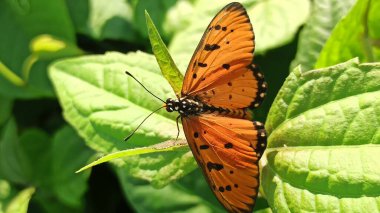 Güzel bir kelebek zarif bir şekilde dinleniyor. Renkli kanatlarını ve doğanın zarafetini vurgulayan narin desenlerini gösteriyor..
