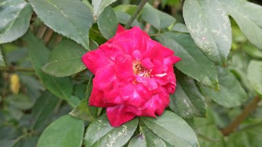 Çiçek açmış güzel bir gül, yumuşak yapraklar, doğal bir zarafet ve narin doğal ışık altında romantik bir güzellik..