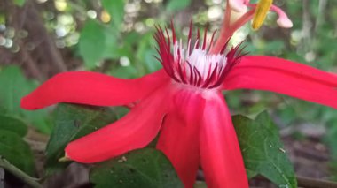 Tomurcuklanmış yeşil yapraklarla çevrili canlı kırmızı tutku çiçekleriyle Passiflora vitifolia çarpıcı bir tropikal sarmaşık gösterisi yaratıyor..