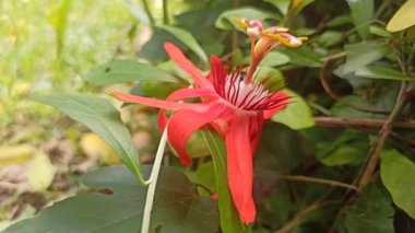 Tomurcuklanmış yeşil yapraklarla çevrili canlı kırmızı tutku çiçekleriyle Passiflora vitifolia çarpıcı bir tropikal sarmaşık gösterisi yaratıyor..
