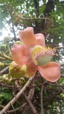 Büyük küresel tomurcukların narin beyaz çiçeklere açılarak çarpıcı bir tropikal bahçe sahnesi oluşturduğu topçu çiçekleri tam çiçeklenir..