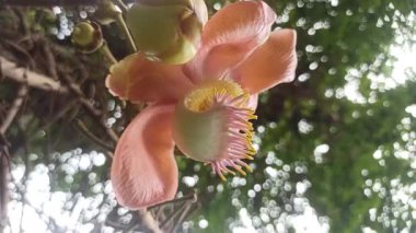 Büyük küresel tomurcukların narin beyaz çiçeklere açılarak çarpıcı bir tropikal bahçe sahnesi oluşturduğu topçu çiçekleri tam çiçeklenir..