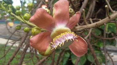 Büyük küresel tomurcukların narin beyaz çiçeklere açılarak çarpıcı bir tropikal bahçe sahnesi oluşturduğu topçu çiçekleri tam çiçeklenir..