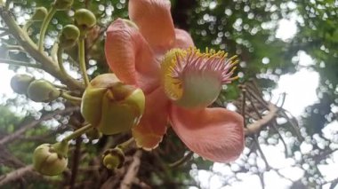 Büyük küresel tomurcukların narin beyaz çiçeklere açılarak çarpıcı bir tropikal bahçe sahnesi oluşturduğu topçu çiçekleri tam çiçeklenir..