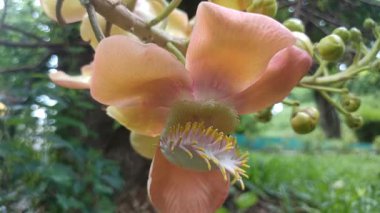 Büyük küresel tomurcukların narin beyaz çiçeklere açılarak çarpıcı bir tropikal bahçe sahnesi oluşturduğu topçu çiçekleri tam çiçeklenir..