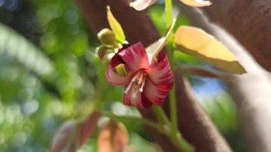 Ağacın üzerinde açan yıldız meyvesi, tropik bir bahçede küçük mor çiçekler ve taze yeşil yapraklar gösterir..