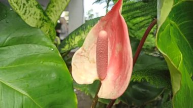 Çiçek açmış, parlak kalp şekilli kürkler ve canlı renkler sergiliyor. Tropikal bir bahçenin zarafetini arttırıyor..