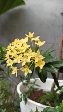 Parlak sarı Ashoka çiçekleri, yumuşak güneş ışığı altında parlayan sivri dikenlerle çiçek açarlar. Narin yaprakları ve tatlı kokuları neşe ve huzur veren tropik bir manzara yaratır..