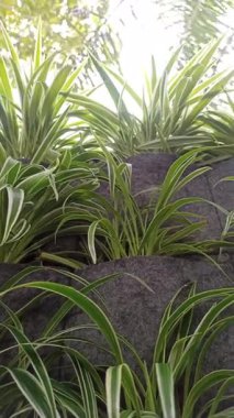 Ters Variegatum ekili bitkiler duvarları düzenli sırayla dizer, krem kenarlı yapraklar canlı bir duvar halısı oluşturur ve bahçe köşesini canlı bir sanat eserine çevirir..