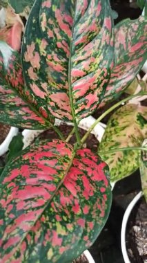 Her üç renkli canlı pembe, yeşil ve beyaz renkler bırakır, yumuşak bahçe gölgesinde cesurca göze çarpan çarpıcı bir mozaik oluşturur..