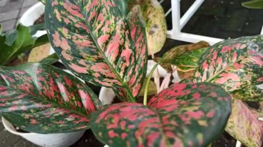 Her üç renkli canlı pembe, yeşil ve beyaz renkler bırakır, yumuşak bahçe gölgesinde cesurca göze çarpan çarpıcı bir mozaik oluşturur..