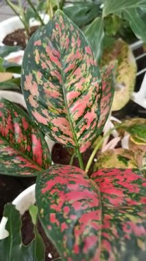 Her üç renkli canlı pembe, yeşil ve beyaz renkler bırakır, yumuşak bahçe gölgesinde cesurca göze çarpan çarpıcı bir mozaik oluşturur..