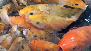 Renkli koi balığının canlı güzelliği zarifçe yüzüyor, süs suyundaki ahengi, şansı ve sükuneti sembolize eden çarpıcı desenler sergiliyor..