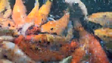 Renkli koi balığının canlı güzelliği zarifçe yüzüyor, süs suyundaki ahengi, şansı ve sükuneti sembolize eden çarpıcı desenler sergiliyor..