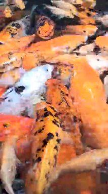 Renkli koi balığının canlı güzelliği zarifçe yüzüyor, süs suyundaki ahengi, şansı ve sükuneti sembolize eden çarpıcı desenler sergiliyor..