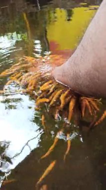 Nilem balığı kullanarak balık terapisi rahatlatıcı bir deneyim yaratıyor. Yumuşak dişlemeler derinin soyulmasına, dolaşımın iyileştirilmesine ve doğal refahın sağlanmasına ve stresin azalmasına yardımcı oluyor.