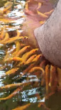 Nilem balığı kullanarak balık terapisi rahatlatıcı bir deneyim yaratıyor. Yumuşak dişlemeler derinin soyulmasına, dolaşımın iyileştirilmesine ve doğal refahın sağlanmasına ve stresin azalmasına yardımcı oluyor.