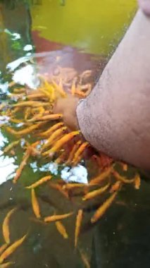 Nilem balığı kullanarak balık terapisi rahatlatıcı bir deneyim yaratıyor. Yumuşak dişlemeler derinin soyulmasına, dolaşımın iyileştirilmesine ve doğal refahın sağlanmasına ve stresin azalmasına yardımcı oluyor.