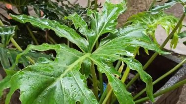 Philodendron selloum yaprakları yağmur sırasında, geniş yapraklı yapraklar üzerinde su damlacıkları, taze, sakin bir tropikal bahçe atmosferi oluşturur.
