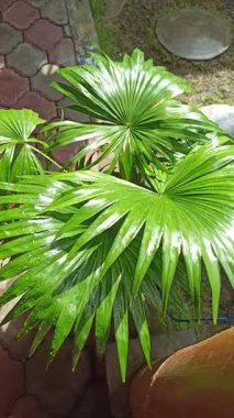 Saribus rotundifolius. Yuvarlak yelpaze şekilli yapraklar zarif bir şekilde büyüyor. Zarif bir tropikal manzara ve süs bahçesi atmosferi yaratıyor.